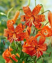 TIGER LILY  Lilium columbianum Spotted Flowers 20+ seeds - £6.48 GBP