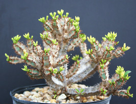 Euphorbia AUREOVIRIDIFLORA @J@ exotic madagascar rare bonsai cacti seed 10 seeds - £10.14 GBP