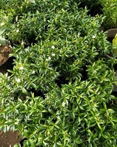 Trachelospermum Jasminoides Star Jasmine Tree Live Plant Rare Easy Grow EBLY - £63.19 GBP