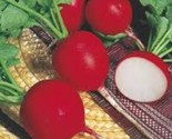 100 Crimson Radish Seeds Non Gmo Heirloom Fresh Garden Seeds Fast Shipping - $8.99