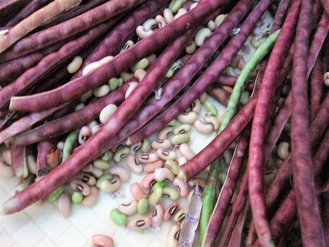 25 Red Noodle Bean Yard Long Asparagus Bean Chinese Phaseolus Vegetable ...