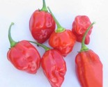 25 Caribbean Red Habanero Hot Pepper Seeds Non Gmo Fast Shipping - $8.99