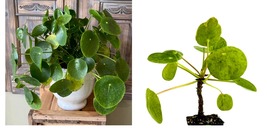 Live Plant Chinese Money Plant Houseplant - Pilea peperomioides - Live Plant - £32.25 GBP