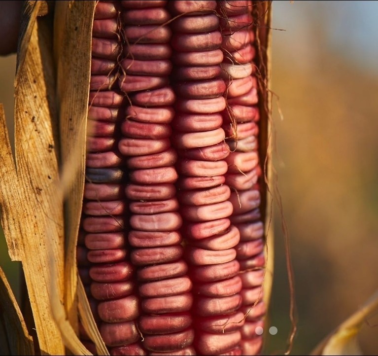 Oaxacan Bolita Belatove Corn Seeds 100 Mexican Heirloom Extremely Fast Grow - $26.73