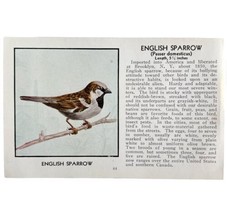 English Sparrow Bird Print 1931 Blue Book Birds Of America Antique Art P... - £15.97 GBP