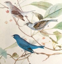 Indigo Bunting Bird 1946 Color Art Print John James Audubon Nature Antique DWV2I - $29.99