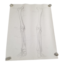 Art Student Sketch Pencil Drawing Signed Skeleton Bones Anatomy 18x24 1960s - £19.72 GBP