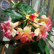 Heirloom Trumpet Adenium Desert rose 2 Seeds 4 layer orange petals with pink edg - £7.88 GBP