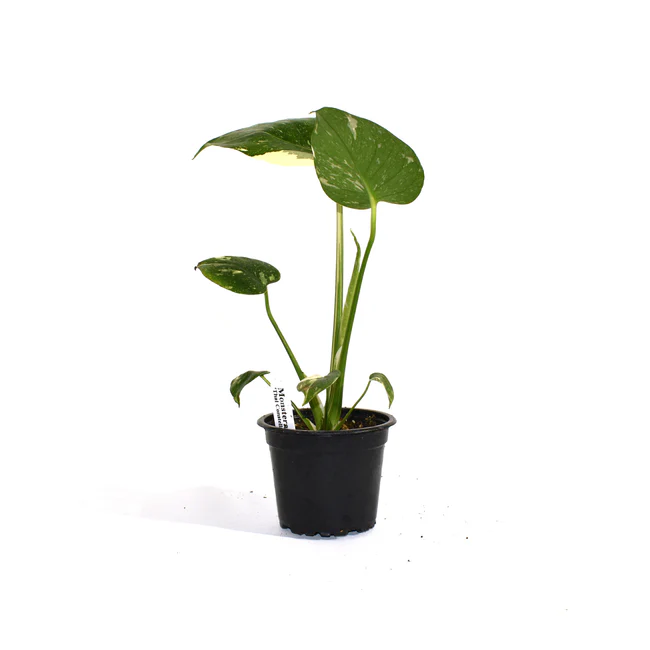 PSStore Monstera Deliciosa Thai Constellation 3.5 Inch Pot - $205.77 CAD