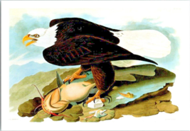 Postcard Bird Bald Eagle Perched on a Rock Having Dinner Unposted  6 x 4 &quot; - £3.95 GBP