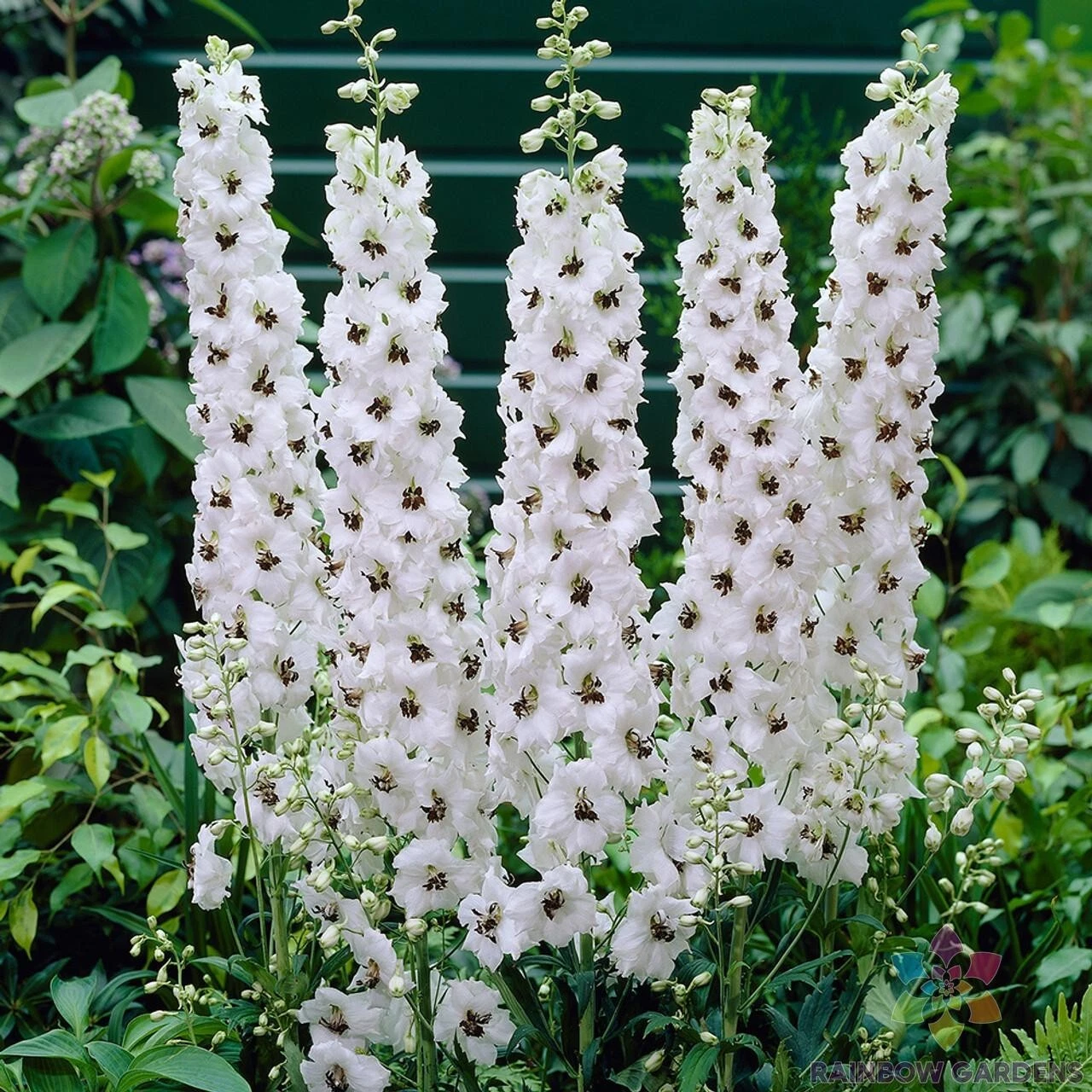 200 Pacific Giant Galahad Delphinium Seeds Fresh Seeds - $9.86