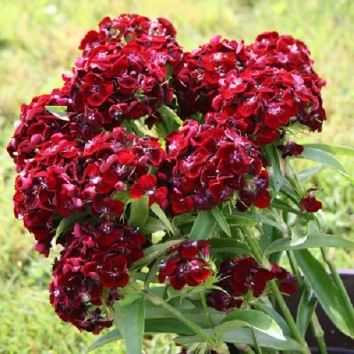 50 Pelleted Seeds Dianthus Seeds Sweet Black Cherry - £11.94 GBP