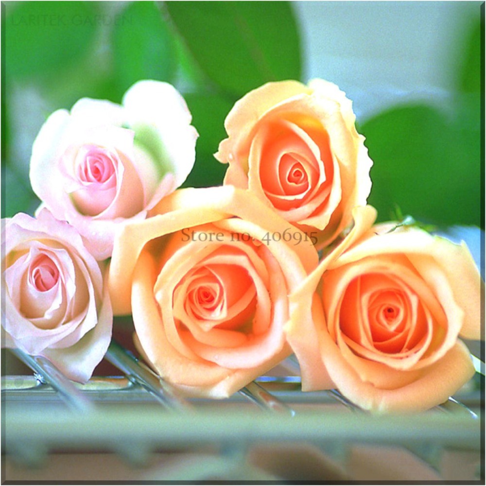SL Heirloom Golden Pink Mixed Rose Flower Seeds, Professional Pack, 20 S... - $0.67
