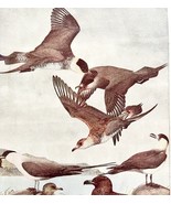 Jaeger And Skua Shore Birds 1936 Bird Art Lithograph Color Plate Print D... - $34.28 CAD
