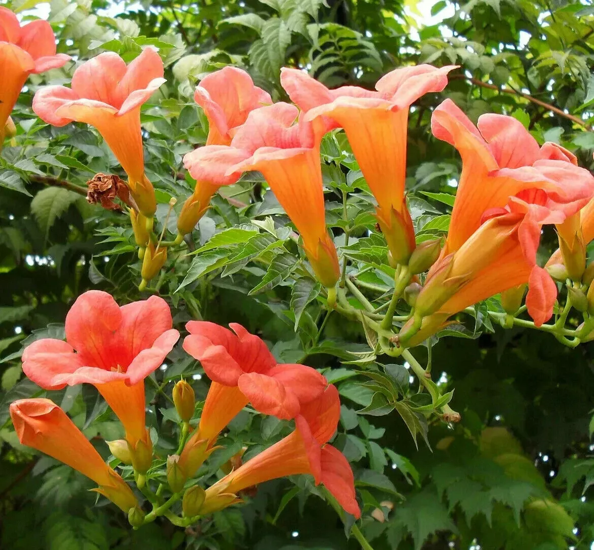 100 Trumpet Creeper Vine Seeds – Colorful Perennial Flowering Climber - $10.00