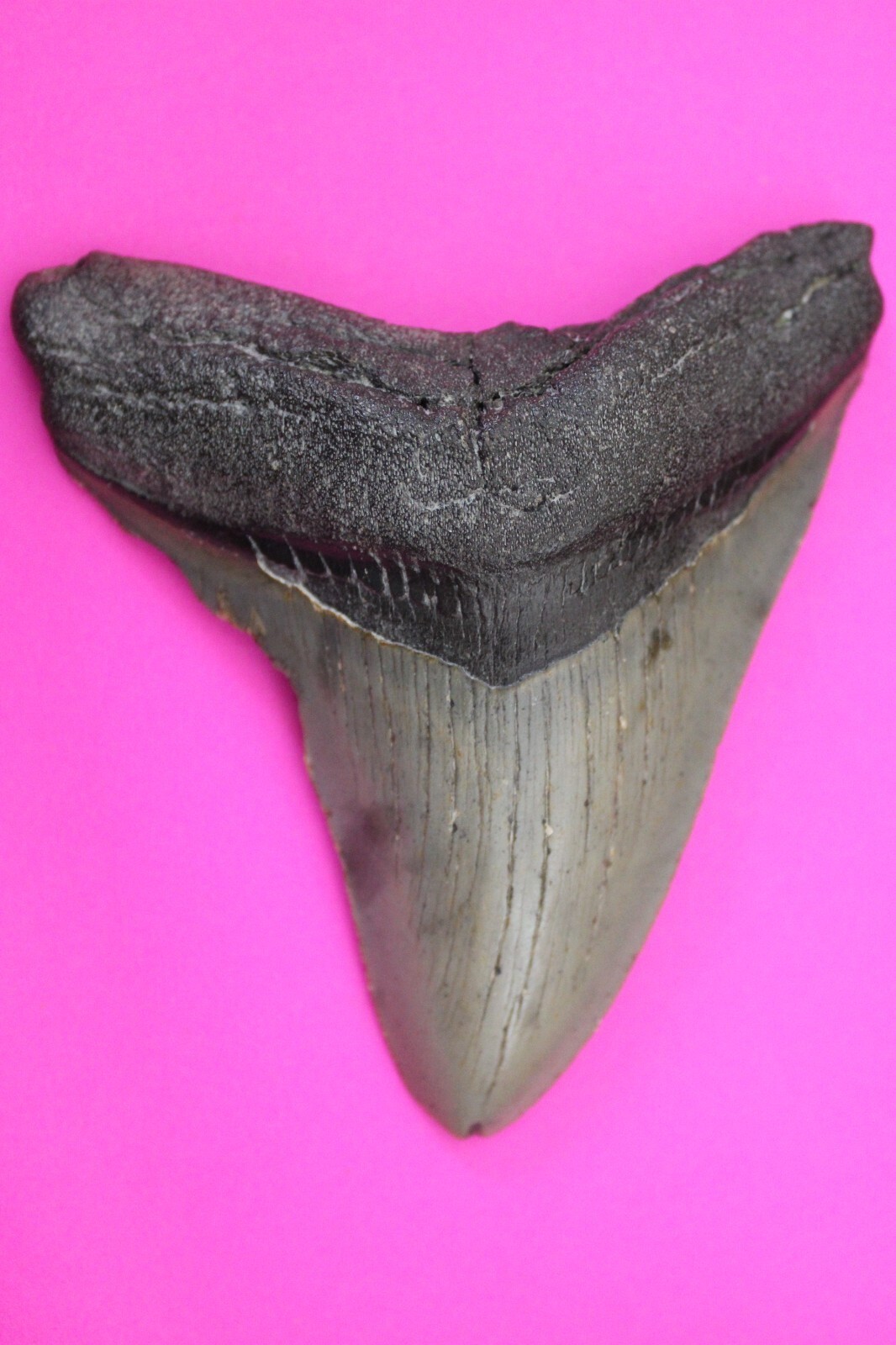 Authentic Megadolon Shark Tooth 4.08 Inches 130 Grams Fossil Dino Girl C... - $122.49