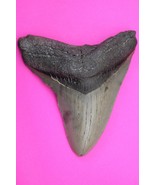 Authentic Megadolon Shark Tooth 4.08 Inches 130 Grams Fossil Dino Girl C... - $169.94 CAD