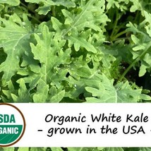 100 Organic White Kale Vegetable Seeds Fresh Seeds USA Seller - £11.11 GBP