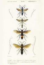 Vespa Cineta - Eumenes Flavopictus - Wasps - 1849 - Insect Illustration Magnet - £9.64 GBP