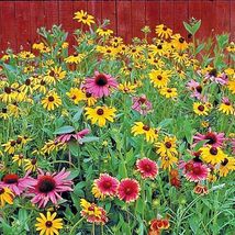 2000 Seeds POLLINATOR MIX 17 Native Wildflowers Annuals Perennials Poor Soils - £13.17 GBP