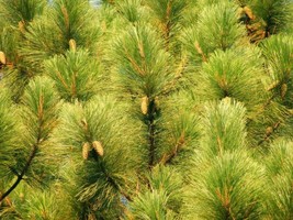 SGHOST Slash Pine Pinus Elliottii 25 Seeds USA Seller - $8.62