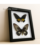 Troides Oblongomaculatus Pair Birdwing Butterflies Framed Entomology Sha... - $215.96 CAD