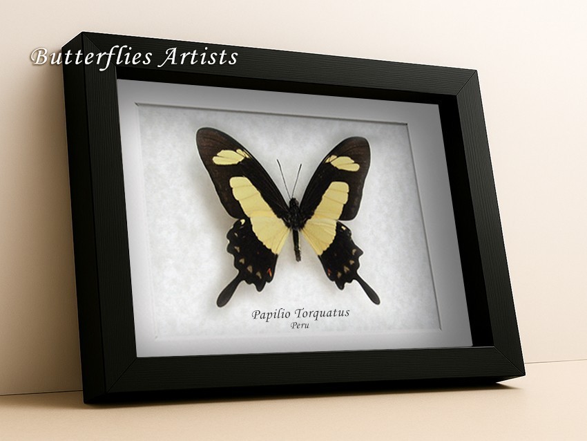 Golden Swallowtail Papilio Torquatus Real Butterfly Framed Entomology Sh... - $52.99