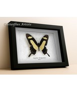 Golden Swallowtail Papilio Torquatus Real Butterfly Framed Entomology Sh... - $976.52 MXN