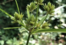 MBK Cyperus Eragrostis Tall Nutgrass Umbrella Sedge 300 Seeds Bulk Seeds - $15.09