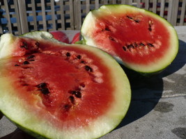 21 Seeds Watermelon Sugar Baby Only 73 Days Quick Plant Heirloom Seeds Faster Be - £6.44 GBP