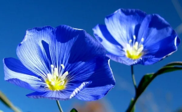 1/2 Oz Blue Flax Wildflowers Blue Flowers 10 000Ct Fresh Seeds - £15.13 GBP