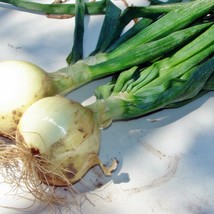 Walla Walla Onion Seeds Seeds Naturally Grown Sweet Tasting Non-Gmo Gardening Fr - £9.63 GBP