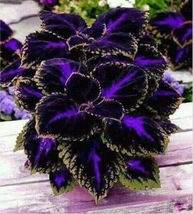 Black Purple Coleus 25 Seeds - £5.46 GBP