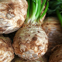 Giant Prague Celeriac Seeds Knob Celery Root Turnip Seed Fast Shipping - £4.66 GBP