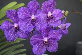 Strap Leaf Vanda Orchid Hawaiian Starter Plant 2&quot; Pot - $48.88