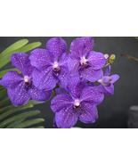 Strap Leaf Vanda Orchid Hawaiian Starter Plant 2&quot; Pot - £38.61 GBP