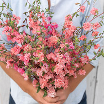 THJAR Clarkia Mountain Garland Salmon 100  seeds  Godetia for winter or ... - £4.01 GBP