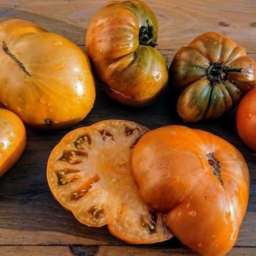 PSA 50 Seeds Uluru Ochre Tomato Tomatoe Vegetable Easy Grow - $13.15