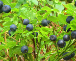 Sale 20 Seeds Common Bilberry Fruit Shrub European Blueberry Vaccinium M... - $9.90