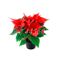 100 Seeds Colorful Poinsettia Potted Bonsai Flower Flower Eds Herb Plant Garden  - $10.89