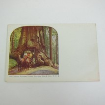 Postcard California Famous Wawona Tunnel Tree &amp; Coach Horses Antique UNPOSTED - £7.97 GBP