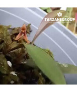 PLEUROTHALLIS / ANATHALLIS SANCHEZII SMALL ORCHID MOUNTED - $33.00