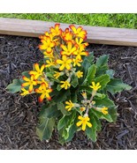 15 Seeds Oakleaf Yellow Picotee Flowers Fast US Shipping - €8,33 EUR