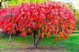 30 Staghorn Sumac Tree Seeds Rhus Typhina Fresh - £17.25 GBP