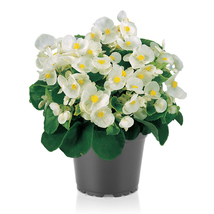 100 Pelleted Begonia Seeds Super Olympia White BUY FLOWER SEEDS - Outdoor Living - $39.99