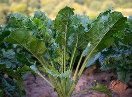 Seven Top Turnip Seeds, Southern Turnip Greens, NON-GMO, FREE SHIPPING - €1,36 EUR+