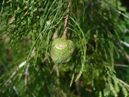 30 Seeds Pond Cypress Taxodium Ascendens - £18.40 GBP