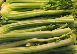 500 Celery Seeds Golden Pascal Seeds Fresh Garden - $10.47