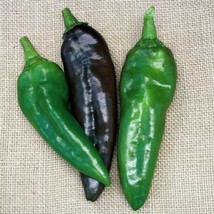 New Fresh Seeds Pepper Hot Anaheim Chili - £12.68 GBP