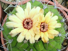Gymnocalycium marquezii rare cactus plant flower succulent cacti seed 100 seeds - £10.26 GBP